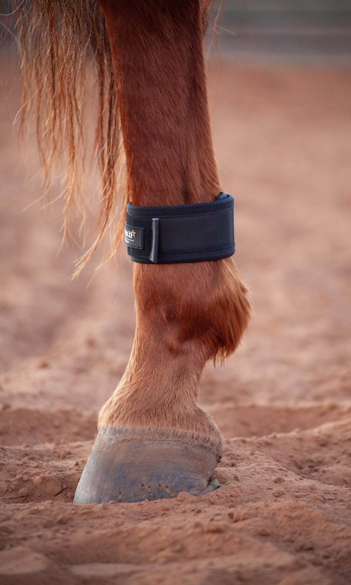 Magnetic Pastern Wraps