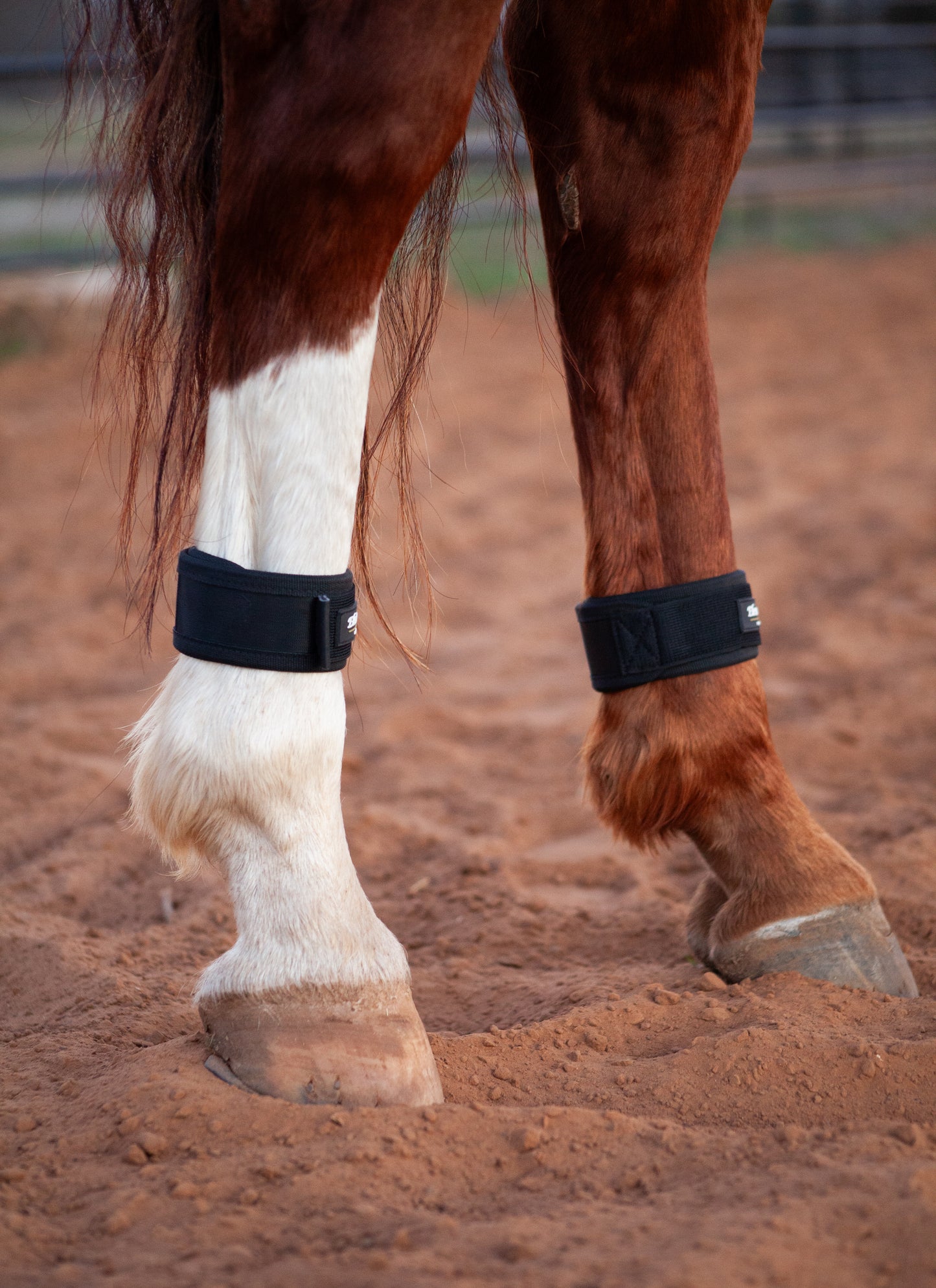 Magnetic Pastern Wraps
